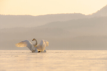 淡い色合いの冬の朝の湖の白鳥。穏やかで平和な自然の場面。