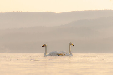 淡い色合いの冬の朝の湖の白鳥のカップル。穏やかで平和な自然の場面。