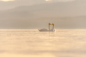 淡い色合いの冬の朝の湖の白鳥のカップル。穏やかで平和な自然の場面。