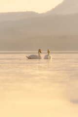 淡い色合いの冬の朝の湖の白鳥のカップル。穏やかで平和な自然の場面。