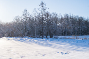 明るく晴れた日の冬の雪原の木立。白い雪に木々の影。