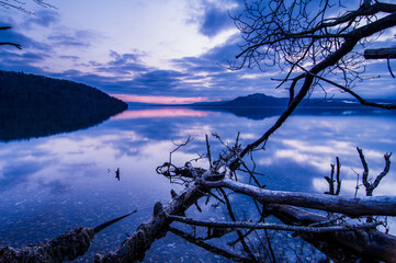 淡い青に染まる夜明けの湖。岸辺の枯れた倒木と湖面に映る空の静寂の風景。