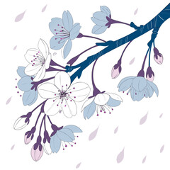 Delicate illustration of a blooming cherry blossom branch with white and blue flowers and falling petals on a white background