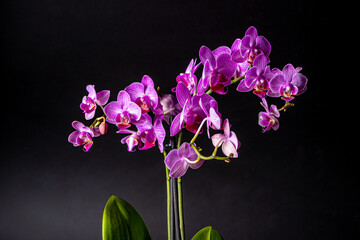 Floral concept. Orchid growing tips.  Most commonly grown house plants. Orchids blossom close up. Orchid flower pink and yellow bloom. Phalaenopsis orchid.