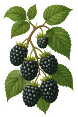 Obraz premium Blackberry cluster on vine