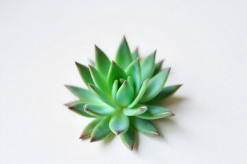 Sculptural plant form with slender, elegant lines, emphasizing natural slim beauty. Macro photography of a single, perfectly formed Echeveria succulent with slender, tightly packed leaves. The plant