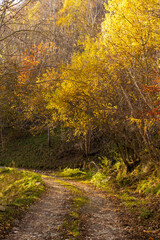 autumn in the forest