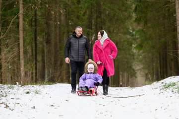 Family walk through snowy forest in fresh air. Mother pushes sled with daughter sitting on it, laughing cheerfully and chatting with man. Winter activity, family weekend.