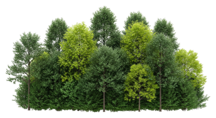Dense forest cluster with varied greenery transparent background cutout png