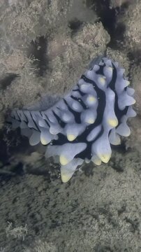 Observe a doris nudibranch with black and white spots moving gracefully on the sea floor in Raja Ampat, Indonesia, during the daytime. This sea slug looks happy to be alive.
