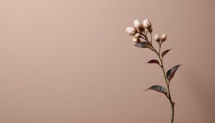 Elegant Blooming Flower Stem with Buds against Soft Beige Background for Minimalist Decor and Design
