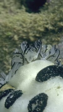 This aquatic creature, a Jorunna Parva sea slug, is observed grazing on algae. The slug is white with black spots, similar to a Dalmatian. It is located in Okinawa, Japan.