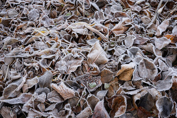 Frosted Autumn leaves on the ground