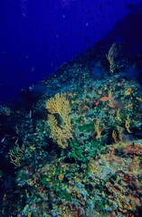 Fototapeta premium Eunicella cavolini