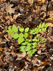 Leafy green plant is growing in the middle of a pile of brown leaves