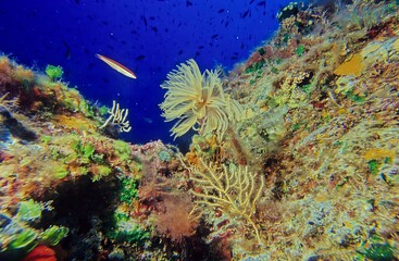 Sabella spallanzanii