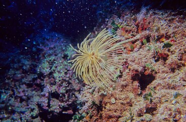 Sabella spallanzanii