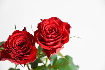 Obraz premium 赤い薔薇