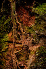 Close-up of tree roots clinging to a mossy, colorful rock wall. Natural texture with earthy tones, organic patterns and rich detail &mdash; perfect as a nature background.