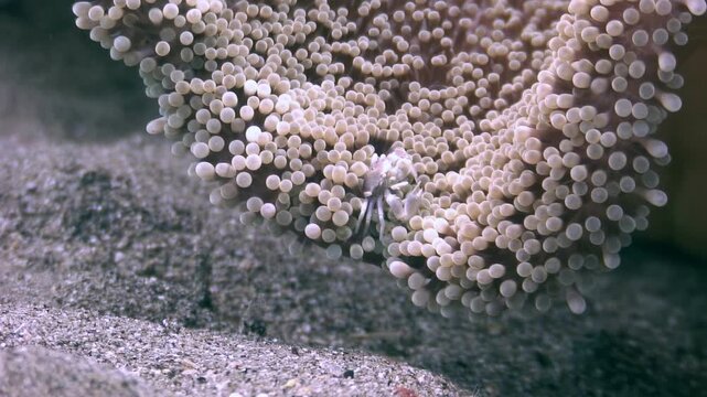 A small crab with light colored features scurries through the tentacles of a bulbous sea anemone. The underwater creature finds a hiding spot among the plant in the shallow sandy ocean.