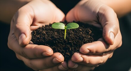 Hands holding soil with a young green seedling, symbolizing growth, sustainability, and environmental care. Close-up eco concept with natural lighting.