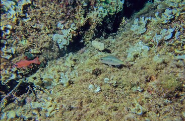 Common cuttlefish