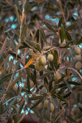 the olive tree is an evergreen mediterranean plant with a twisted trunk and narrow silver-green leaves. It is known for its durability and ability to grow in dry, sunny climates