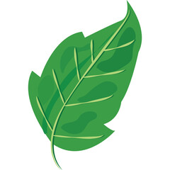 Vibrant Green Leaf With Detailed Veins And A Transparent Background Natural Element Illustration