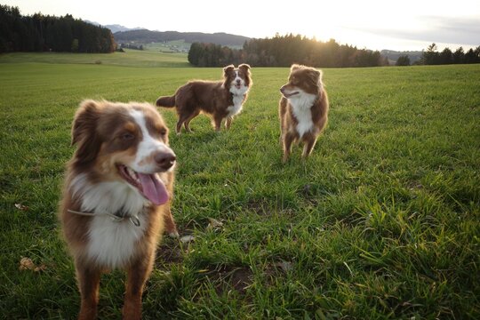Three Australian Shepherds in a Green Field