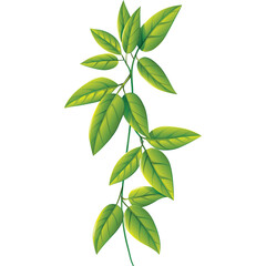 Vibrant Green Leafy Vine with Detailed Textures and Subtle Shading on a Transparent Background