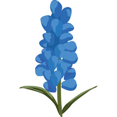 Vibrant Blue Grape Hyacinth Flower with Green Leaves Isolated on White