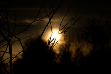 Obraz premium sunset in the woods