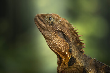 The Eastern Water Dragon or Intellagama lesueurii lesueurii is a large, semi-aquatic lizard native to the creeks, rivers, and lakes of eastern Australia.