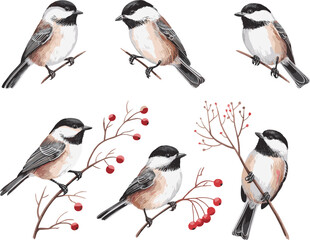 Chickadee bird illustration bundle, black and white vector set of perched birds on branches, seasonal nature design with berries, wildlife art © KanonRani art