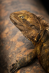 The Eastern Water Dragon or Intellagama lesueurii lesueurii is a large, semi-aquatic lizard native to the creeks, rivers, and lakes of eastern Australia.