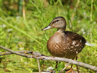 Mallard