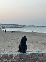 cat on the beach