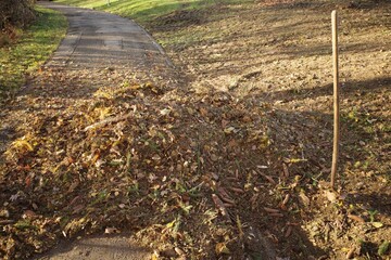 Autumn Leaf and Pinecone Pile Next to Path