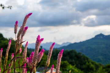 Celosia argentea flower in garden, Thailand.
