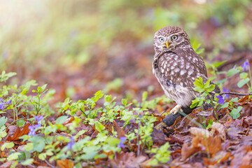 Portrait of little owl looking at the camera in wildlife. Horizontally. 