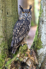 Eurasian eagle owl (Bubo Bubo) is looking at the camera. Portrait in wildlife. Vertically. 