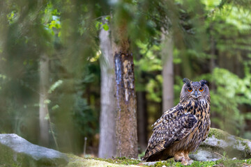 The Eurasian eagle owl (Bubo Bubo) sitting in the deep forest is looking at the camera. Horizontally. 