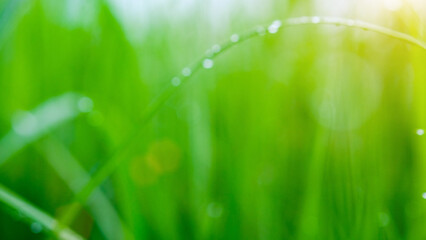 Abstract natural background with green grass and dew drops. Soft focus.