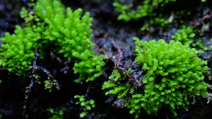 Green moss on the tree in the rainforest. Close up.