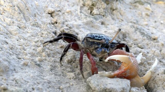 A fiddler crab with one large claw emerges from its burrow. The crab moves on the sandy beach during daytime. It explores the terrain, interacts with the environment and retreats back inside.