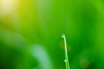 Abstract natural background with green grass and dew drops. Soft focus.