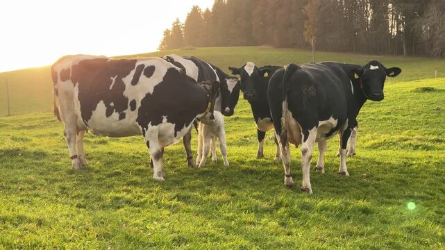 A cow calf and it's herd on a beautiful meadow during sunset