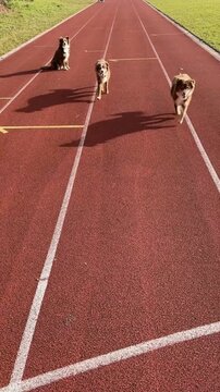 Three dogs are sitting on a track