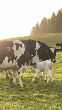 A cow calf and it's herd on a beautiful meadow during sunset