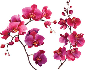 pink orchid isolated on white background